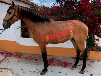queque vendido